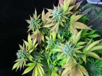 Bild von smokebandit2000 (Northern Lights)