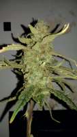 Ministry of Cannabis Ultra White Amnesia - ein Foto von MrGardener