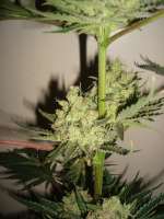 Bild von MrOrganic (Cinderella 99 BX-1)