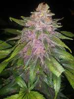 Moscaseeds Raspberry Boogie - ein Foto von Cizzle