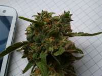 Moscaseeds Sonic Fly - ein Foto von Daweed81