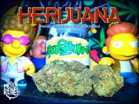 Motarebel Herijuana - ein Foto von Justin108