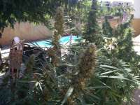 Mr. Hide Seeds Mr. Weed Mass - ein Foto von Moraline97