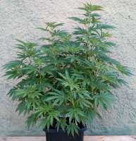 Mr. Natural Seeds Cannanball OG - ein Foto von Niobium