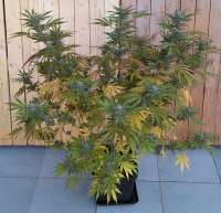 Mr. Natural Seeds Cannanball OG - ein Foto von Niobium