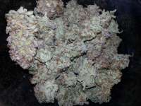 Mr. Natural Seeds Pure Amnesia - ein Foto von GerOnimO