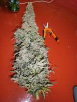 Mr. Natural Seeds Willy Wonka - ein Foto von MrFloppy