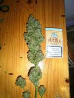 Mr. Natural Seeds Willy Wonka - ein Foto von FREAK5