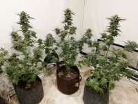 Mr Nice Seedbank Critical Mass - ein Foto von Zvalanec