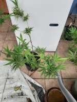 Mr Nice Seedbank Early Skunk - ein Foto von Islandgrower1