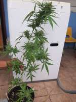 Mr Nice Seedbank Early Skunk - ein Foto von Islandgrower1