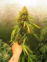 Mr Nice Seedbank G13 Haze - ein Foto von morgangreenthumb