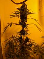 Mr Nice Seedbank Mango Haze - ein Foto von Loveweed