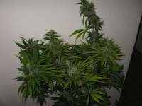 Mr Nice Seedbank Mango Haze - ein Foto von admin