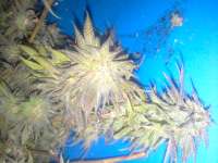 Mr Nice Seedbank Medicine Man - ein Foto von admin