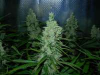 Bild von Nushaba (Super Silver Haze)