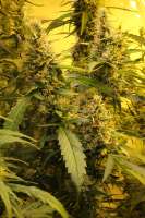 Bild von sunni (Super Silver Haze)