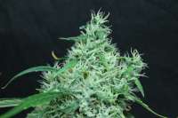 Bild von sunni (Super Silver Haze)