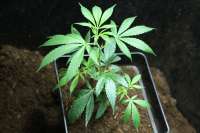 Bild von sunni (Super Silver Haze)