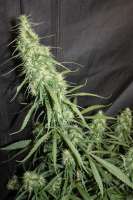 Bild von sunni (Super Silver Haze)