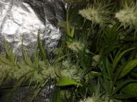 Mystic Seeds Sour Kush - ein Foto von Jason