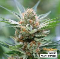 MzJill Genetics Agent Orange - ein Foto von SunClone