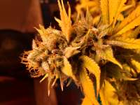 MzJill Genetics Brian Berry Cough - ein Foto von Joel1