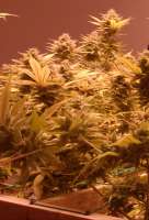 MzJill Genetics Brian Berry Cough - ein Foto von Joel1