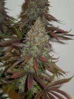 MzJill Genetics Jillybean - ein Foto von Cultivator420