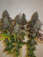 MzJill Genetics Jillybean - ein Foto von Cultivator420