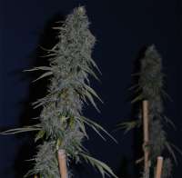 MzJill Genetics Timewreck - ein Foto von batmanskunk