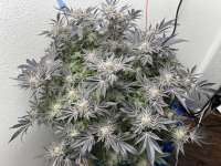 Natural Genetics Seeds Double Do-Si-Dos - ein Foto von pdxgrow