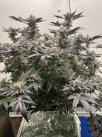 Natural Genetics Seeds Double Do-Si-Dos - ein Foto von pdxgrow