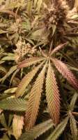 Natural Genetics Seeds Star Warz O.G. - ein Foto von Gooddoctor2