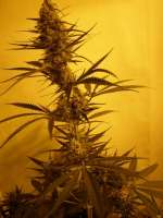 Nectar Seeds C99 - ein Foto von JustinTheHague75