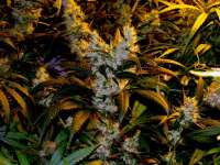 Nectar Seeds Eds Superbud - ein Foto von Farma