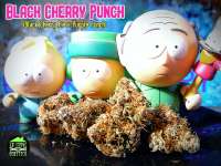 New420Guy Seeds Black Cherry Punch - ein Foto von Justin108