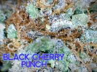 New420Guy Seeds Black Cherry Punch - ein Foto von Justin108
