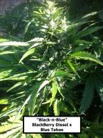 New420Guy Seeds Black n Blue - ein Foto von MadCat