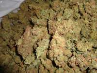 Bild von New420Guy (Blackberry Diesel)