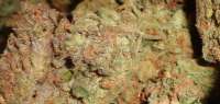 Bild von New420Guy (Blackberry Diesel)