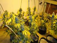 New420Guy Seeds Blackberry Diesel - ein Foto von New420Guy