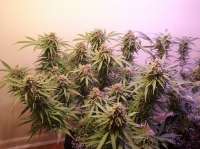 New420Guy Seeds Blue Haze Auto - ein Foto von new420guy