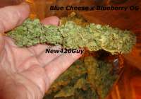 New420Guy Seeds Blue Tahoe Cheese - ein Foto von New420Guy