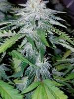 Bild von new420guy (Bubba-Gum Kush)