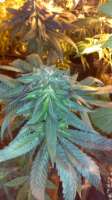 New420Guy Seeds Deep Purple - ein Foto von New420Guy