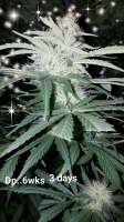 Bild von new420guy (Durban Poison)