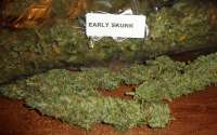 Bild von New420Guy (Early Skunk)