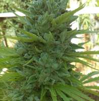 New420Guy Seeds Fire Glue - ein Foto von new420guy