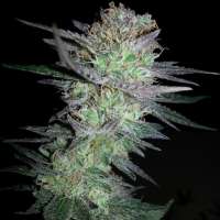 Bild von new420guy (Girl Scout Cookies)